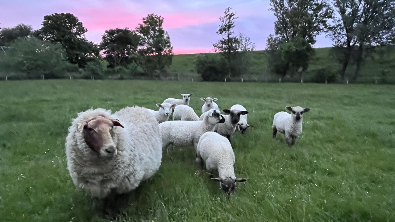 Deichnähe mit Schafen :) Deichnähe mit Schafen :)